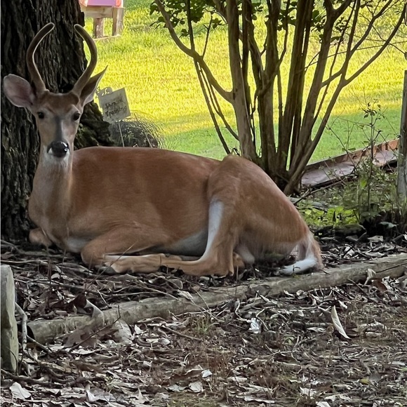 Meet your Posher, Lori - Picture 1 of 10